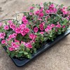 SURFINA 12 CM DEKKO ROSE STAR MÅLSTA
